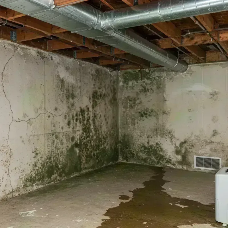 Professional Mold Removal in La Presa, CA